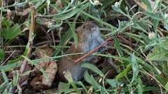 5: vole rodent 0C1_1662
