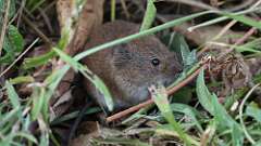 7: vole rodent 0C1_1927