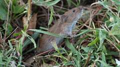 8: vole rodent 0C1_2158