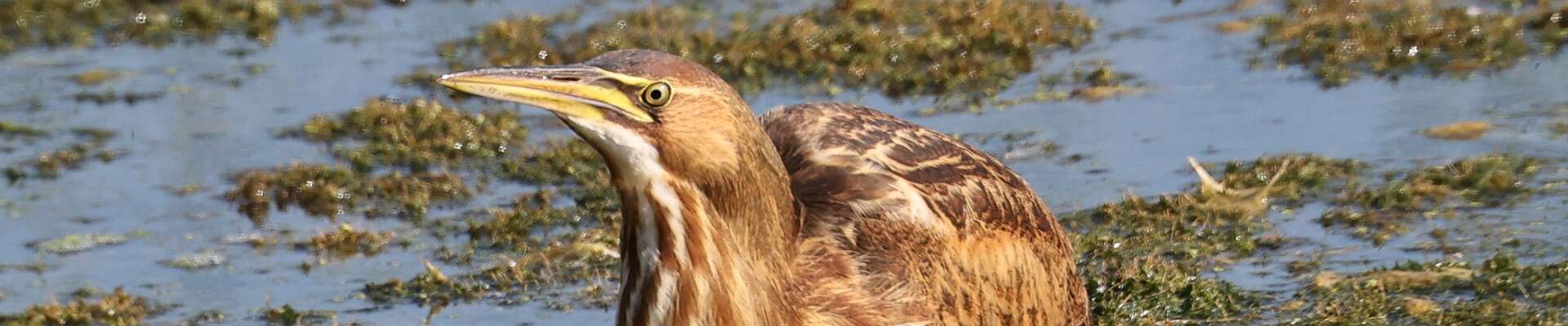 Click to show or hide the buttons