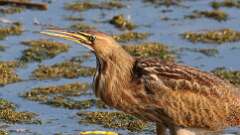 4: American Bittern 0C1_2203