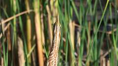 6: American Bittern 0C1_2288