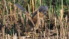 7: American Bittern 0C1_2301