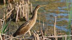 8: American Bittern 0C1_2358