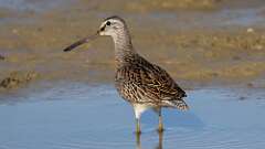 2: Short-billed Dowitcher 5M2_0455