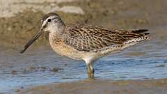 4: Short-billed Dowitcher 5M2_0763