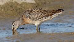 5: Short-billed Dowitcher 5M2_0796