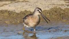 8: Short-billed Dowitcher 5M2_0917