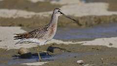 10: Short-billed Dowitcher 5M2_1135
