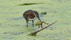 3: green heron with frog 0C1_2751