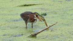 4: green heron with frog 0C1_2925