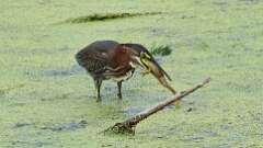 5: green heron with frog 0C1_2926
