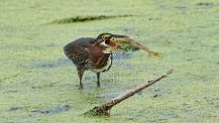 6: green heron with frog 0C1_2932