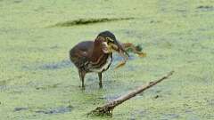 7: green heron with frog 0C1_2946