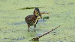 8: green heron with frog 0C1_2991