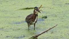 9: green heron with frog 0C1_3080