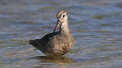 1: Hudsonian Godwit 5M2_3267