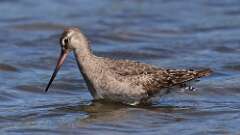 4: Hudsonian Godwit 5M2_3493