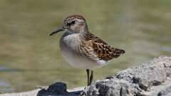 7: Least Sandpiper 5M2_0871