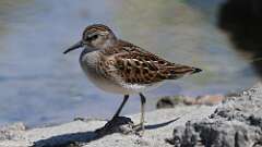 8: Least Sandpiper 5M2_0987