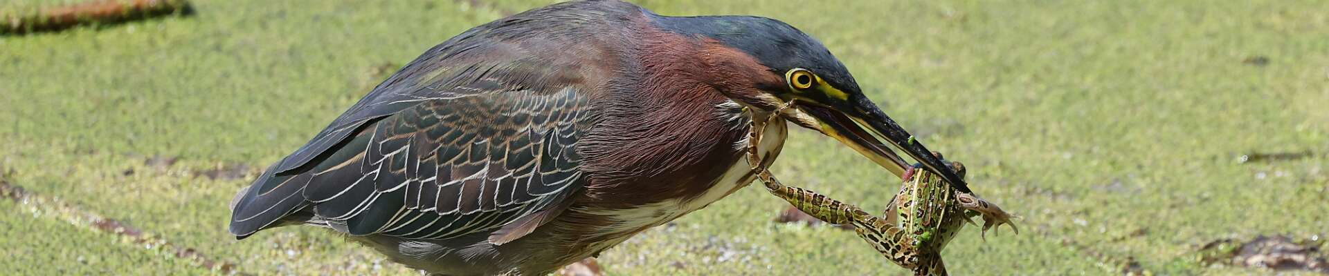 Click to show or hide the buttons