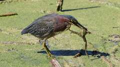 3: Green Heron 5M2_1930
