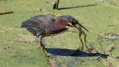 6: Green Heron 5M2_2478