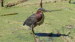 9: Green Heron 5M2_2648