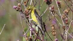 3: American Goldfinch 5M2_0059