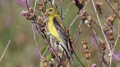 4: American Goldfinch 5M2_0064