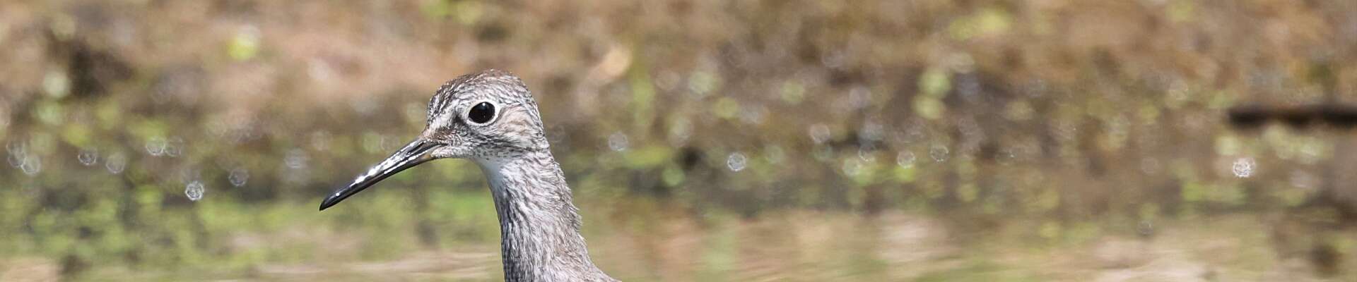 Click to show or hide the buttons