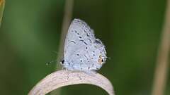 1: Eastern tailed-blue 5M2_1045