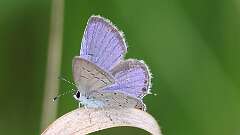 2: Eastern tailed-blue 5M2_1053