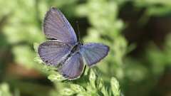 5: Eastern tailed-blue 5M2_1161