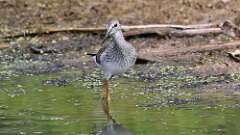 7: Lesser Yellowlegs 5M2_0204