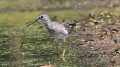 9: Lesser Yellowlegs 5M2_0390