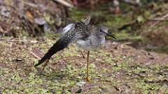 11: Lesser Yellowlegs 5M2_0468