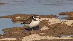 16: Semipalmated Plover 5M2_1762