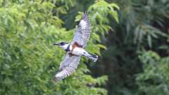 2: Belted kingfisher 5M2_0056