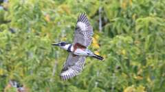 3: Belted kingfisher 5M2_0061