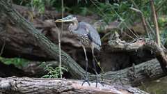 4: Great Blue Heron 5M2_1214