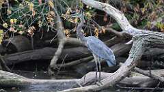 5: Great Blue Heron 5M2_1256