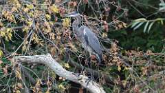 6: Great Blue Heron 5M2_1424