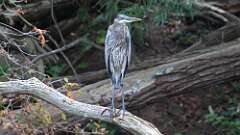 8: Great Blue Heron 5M2_1576