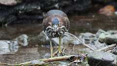 9: Green heron 5M2_1734