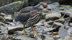 11: Green heron 5M2_1810