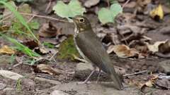 18: Swainsons Thrush 5M2_0646
