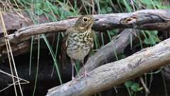 20: Swainsons Thrush 5M2_0811