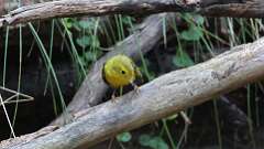 23: Wilsons Warbler 5M2_0342