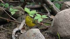 24: Wilsons Warbler 5M2_0399